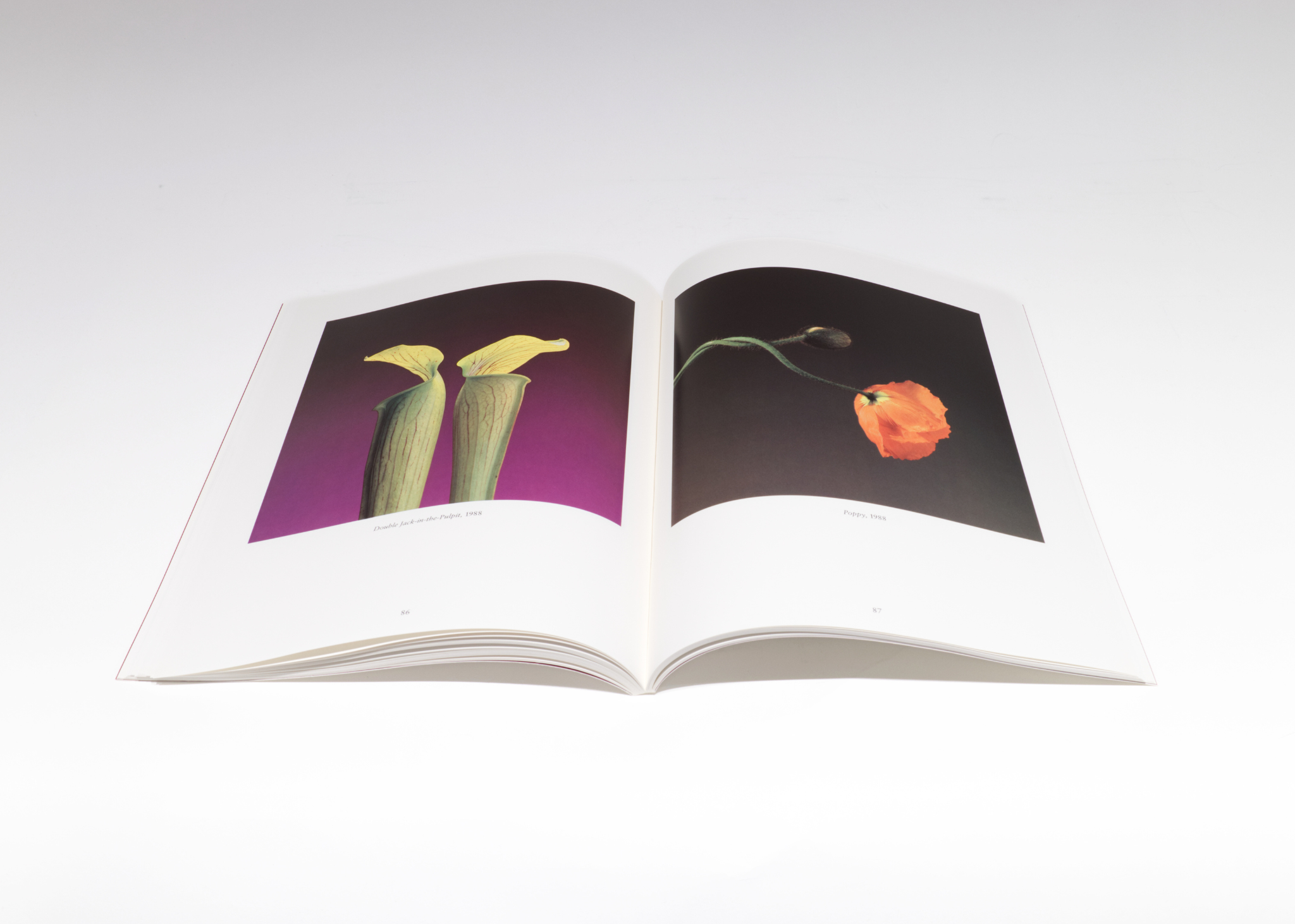 Robert Mapplethorpe: The Perfect Moment